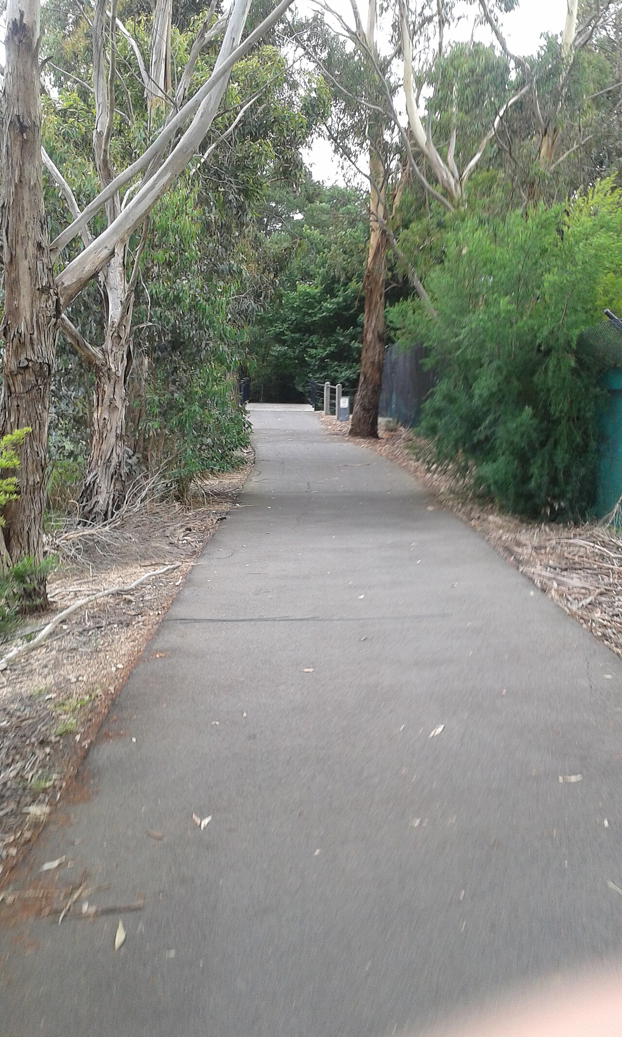 Box Hill South Area Guide -- Getting Around, Parks and More (2026)