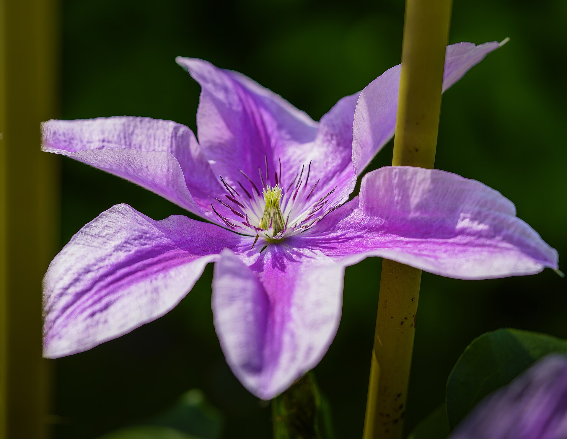 Clematis Area Guide -- Getting Around, Parks and More (2026)