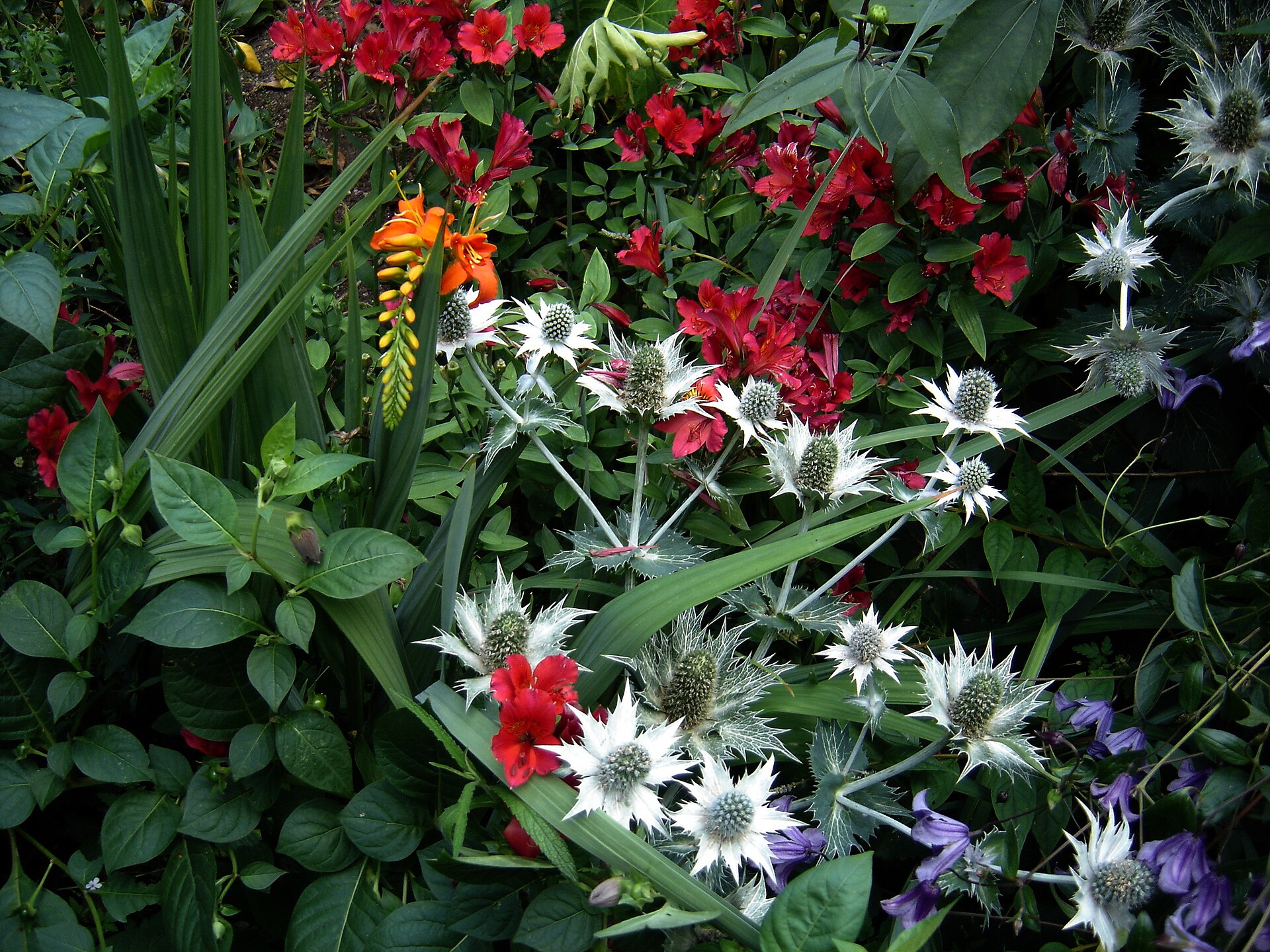 Grocery Guide to Clematis 2026: Where to Shop and Save