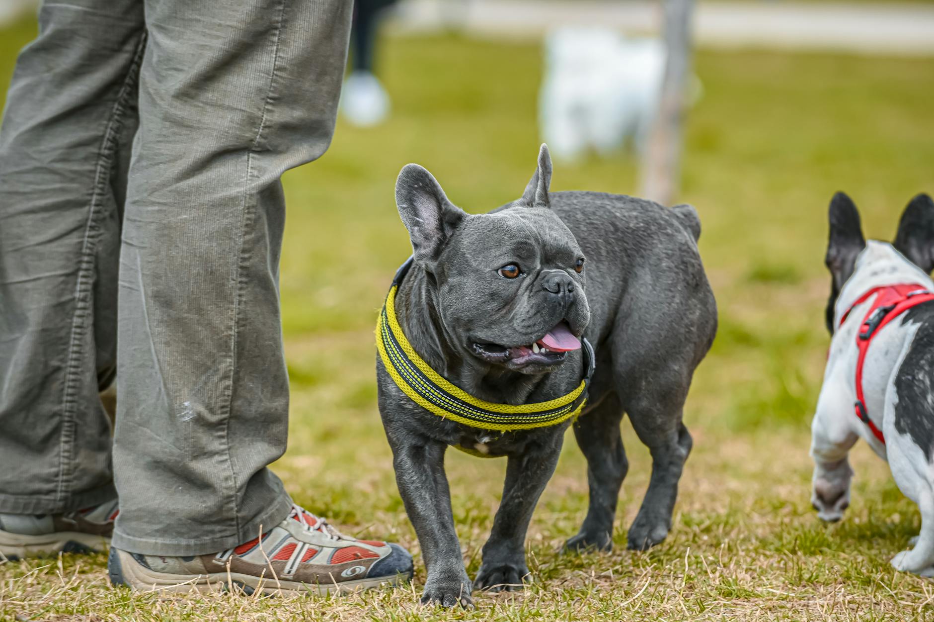 Dog-friendly outdoor cafe setting in an inner Melbourne suburb