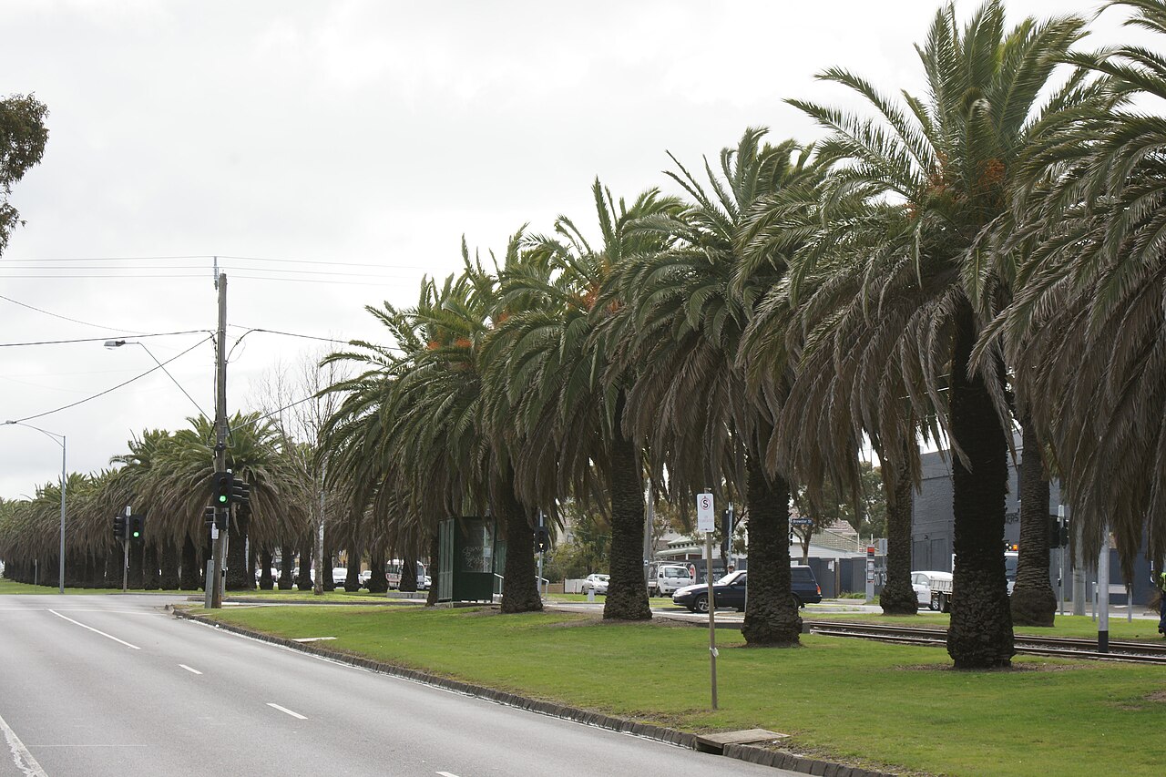 Avenue of date palms along Mt Alexander Road