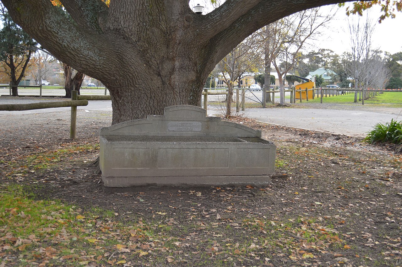 Historic Berwick horse trough beneath a large tree