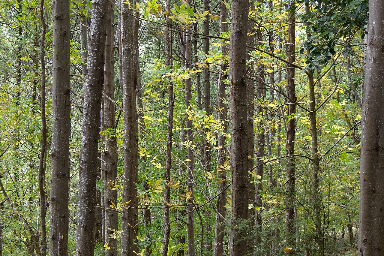 Stand of slender black wattle trunks in bushland