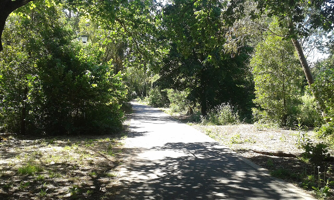 Shady path along Bushy Creek Trail, Mont Albert North