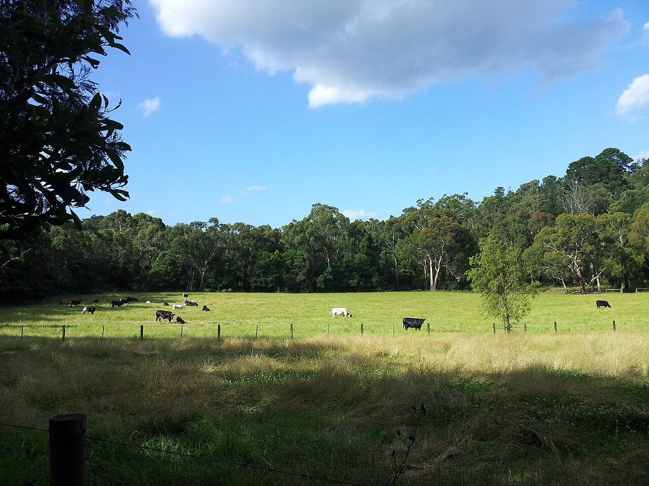 Cattle grazing in a field edged by gum trees