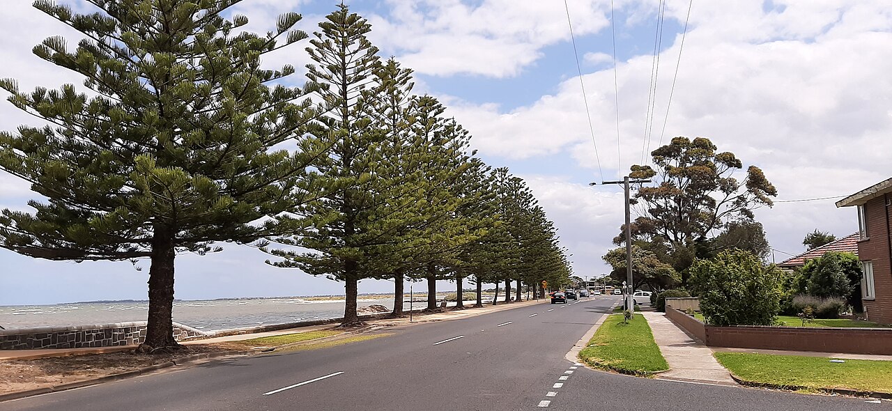 Pine-lined Esplanade road beside the bay in Altona