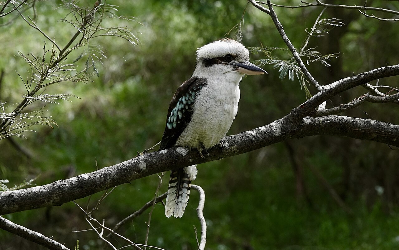 Kookaburra perched on a branch