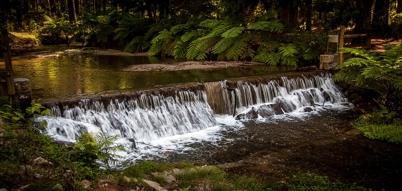 Water cascading over a small weir in a fern gully