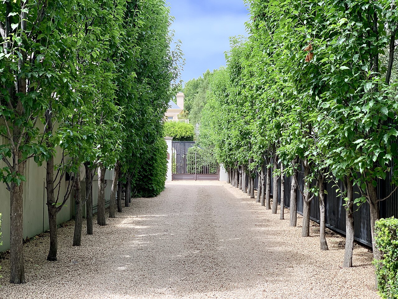 Tree-lined driveway in Brighton