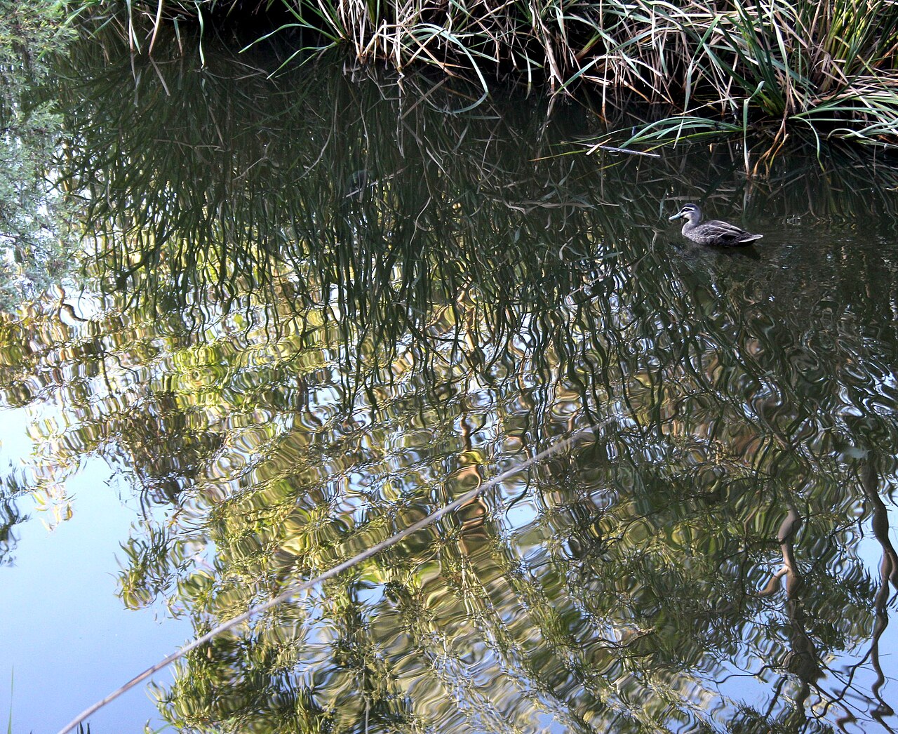Duck among reeds on a tree-shaded creek