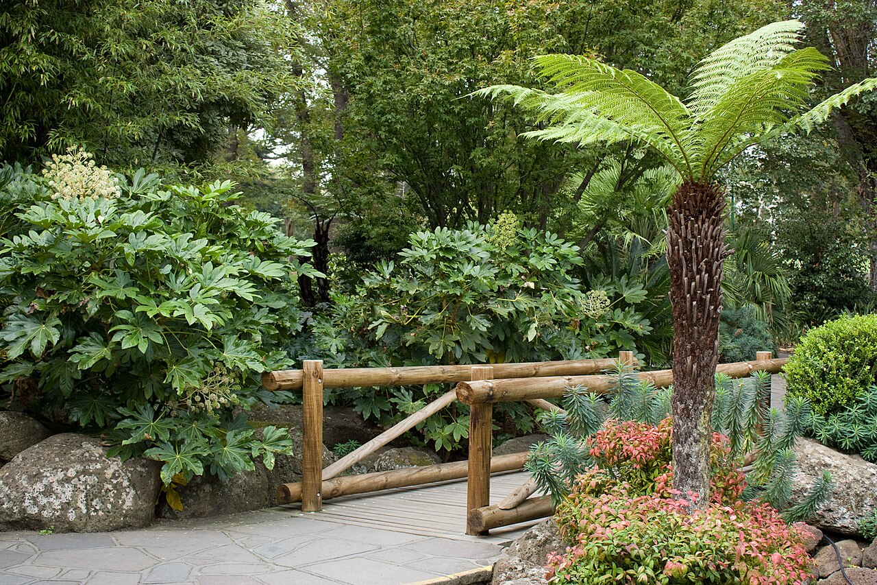 Footbridge among ferns in Fitzroy Gardens, Melbourne