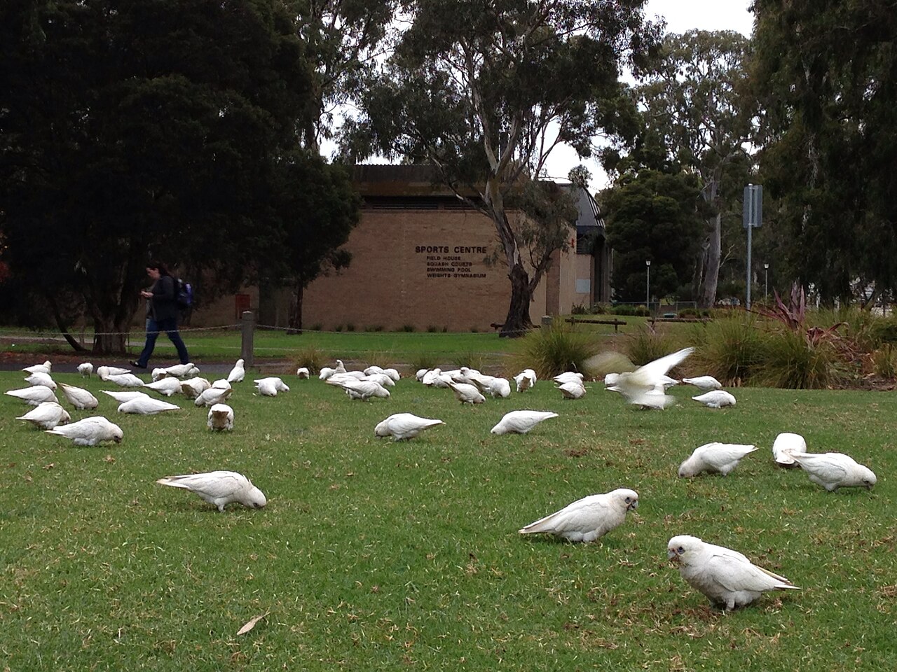 Corellas on the lawn by the La Trobe University Sports Centre