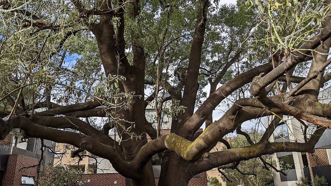 Large kurrajong tree spreading its branches