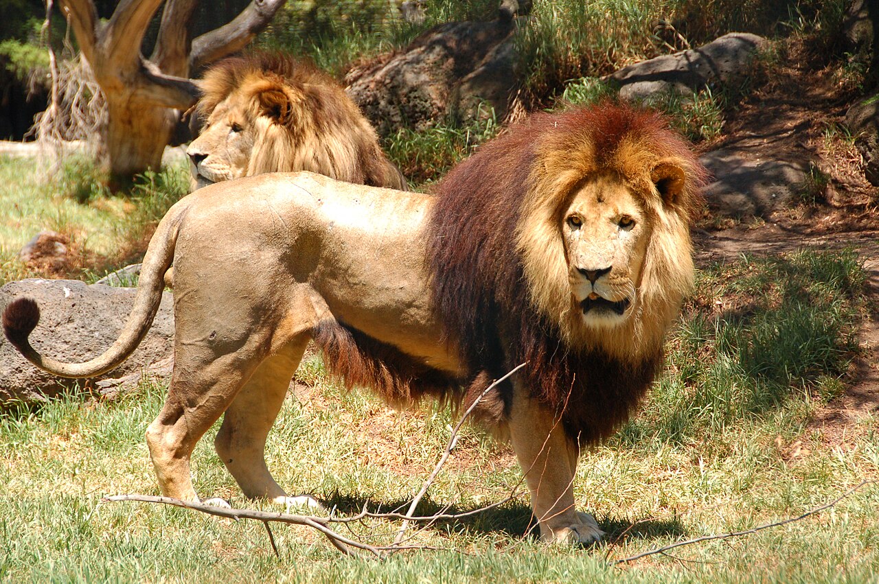 Lion in Melbourne Zoo