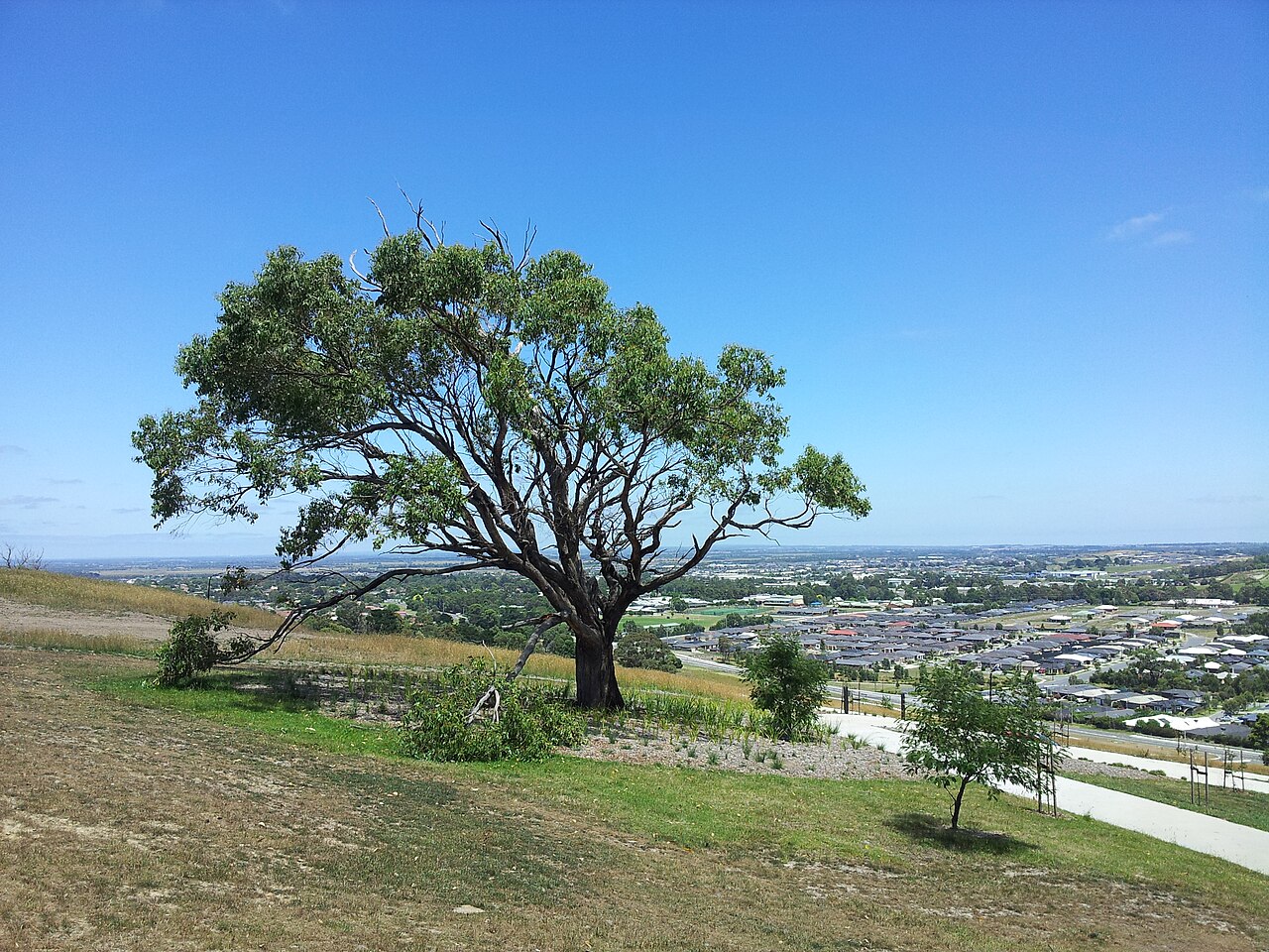 Lone tree on a grassy rise above new housing to the southwest