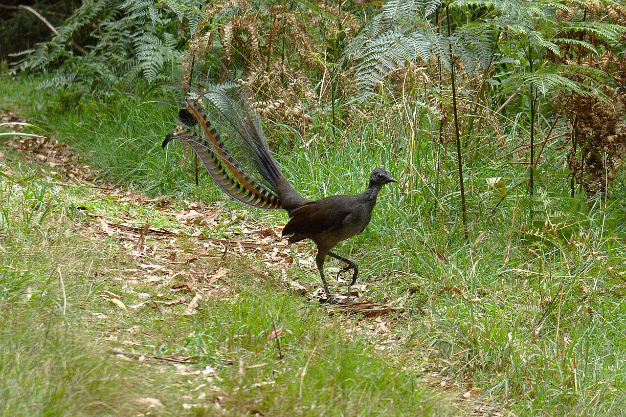 Superb lyrebird on a grassy bush track