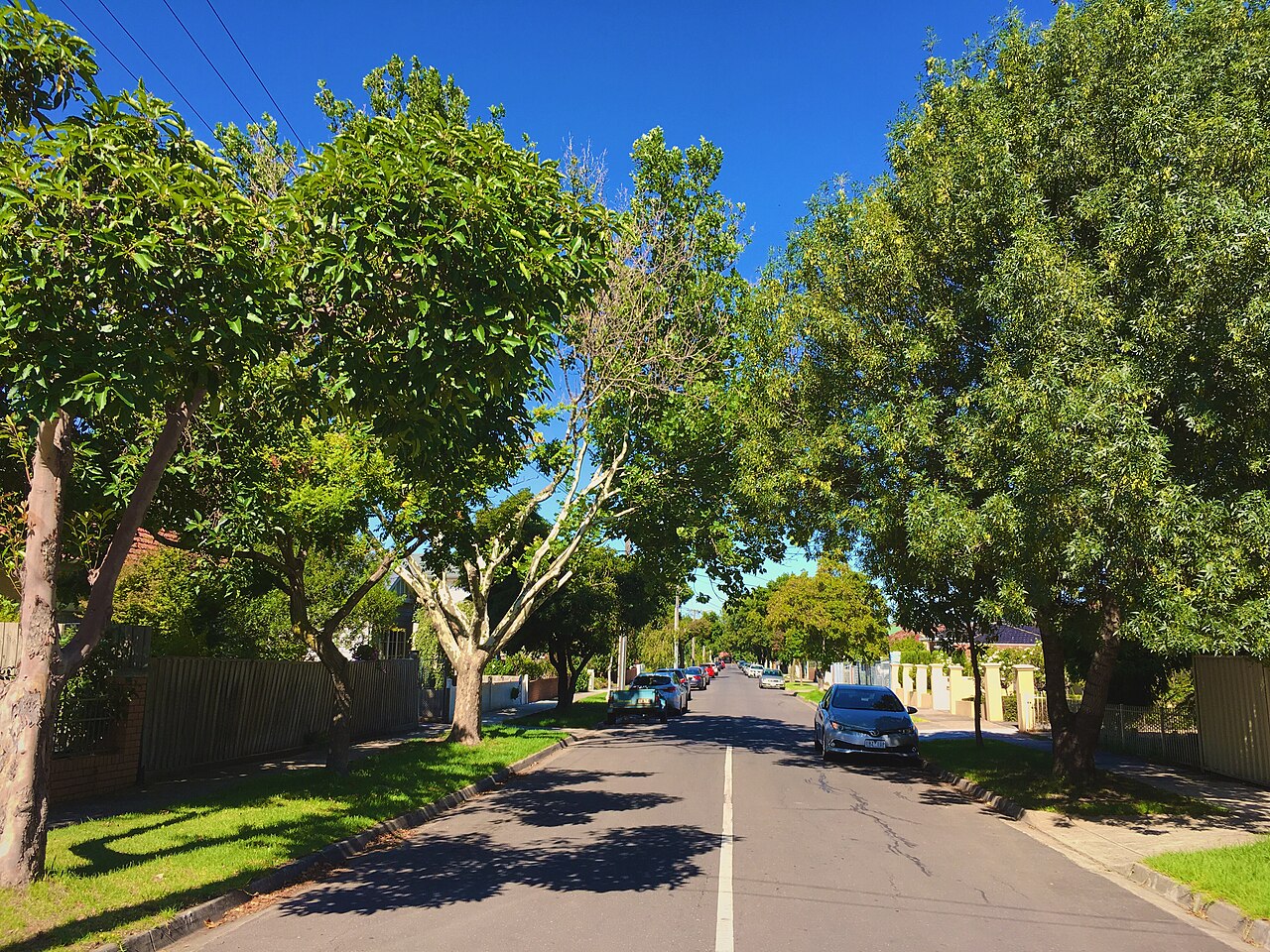 Tree-lined residential street in Maidstone