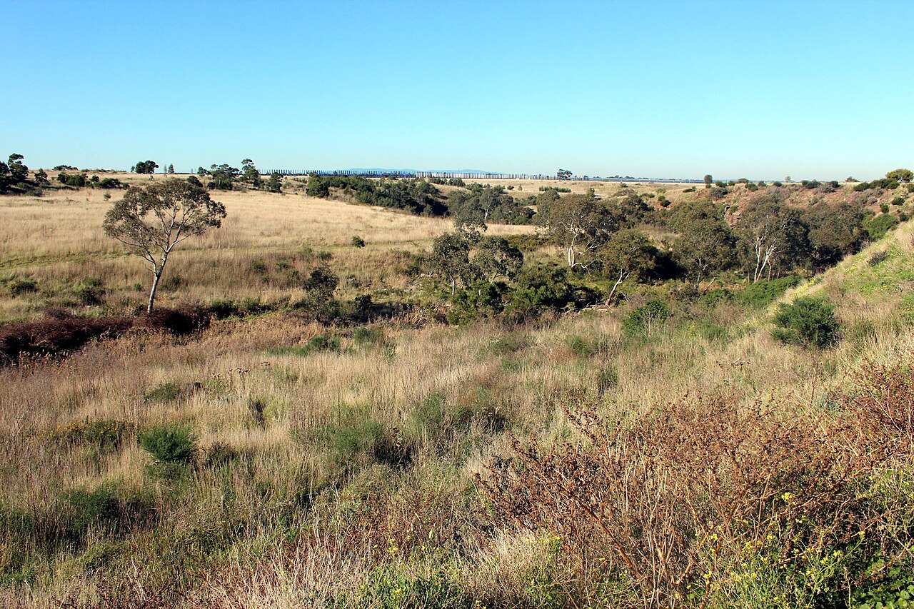 Grassland beside Merri Creek at Galada Tamboore