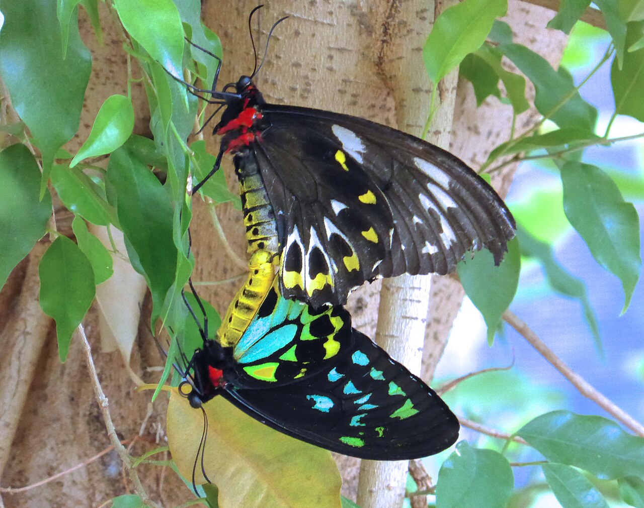 Birdwing butterflies on leaves at Melbourne Zoo