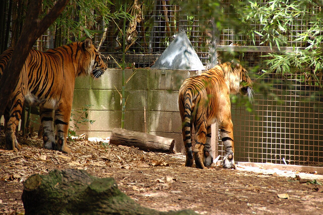 Two Sumatran tigers in their enclosure in Melbourne