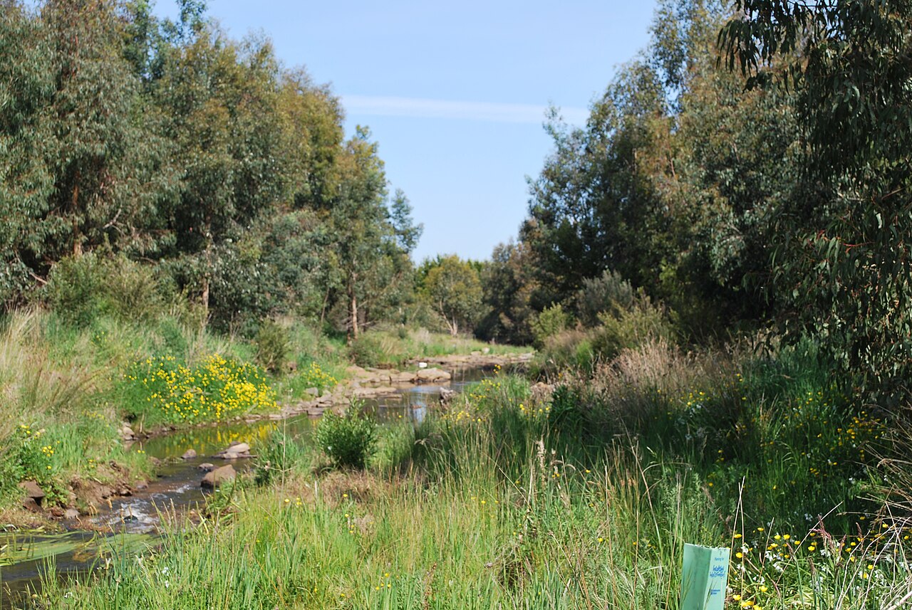 Riddells Creek stream through grassy bushland