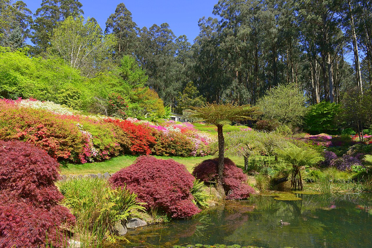 Azaleas in flower around a garden pond