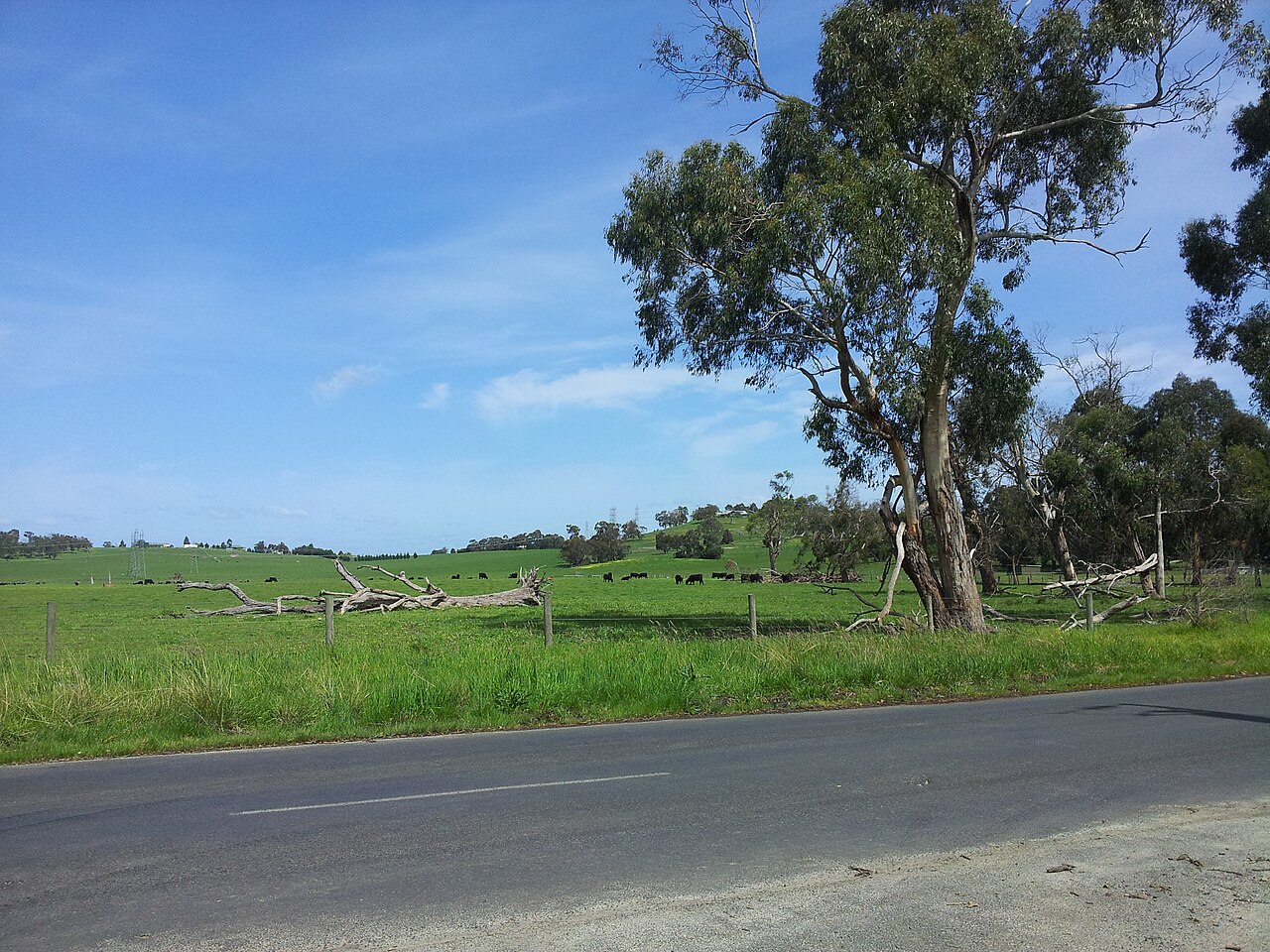 Country road beside green paddocks and gum trees in Toomuc in spring