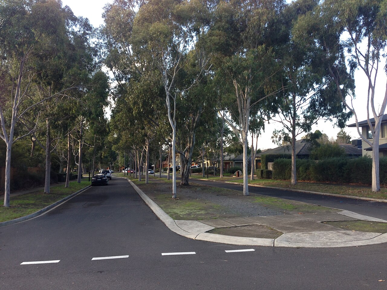 Tree-lined street in the Springthorpe Estate, Macleod