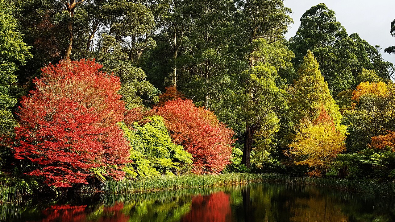 Autumn trees reflected in a lake at the Dandenong Ranges Botanic Garden