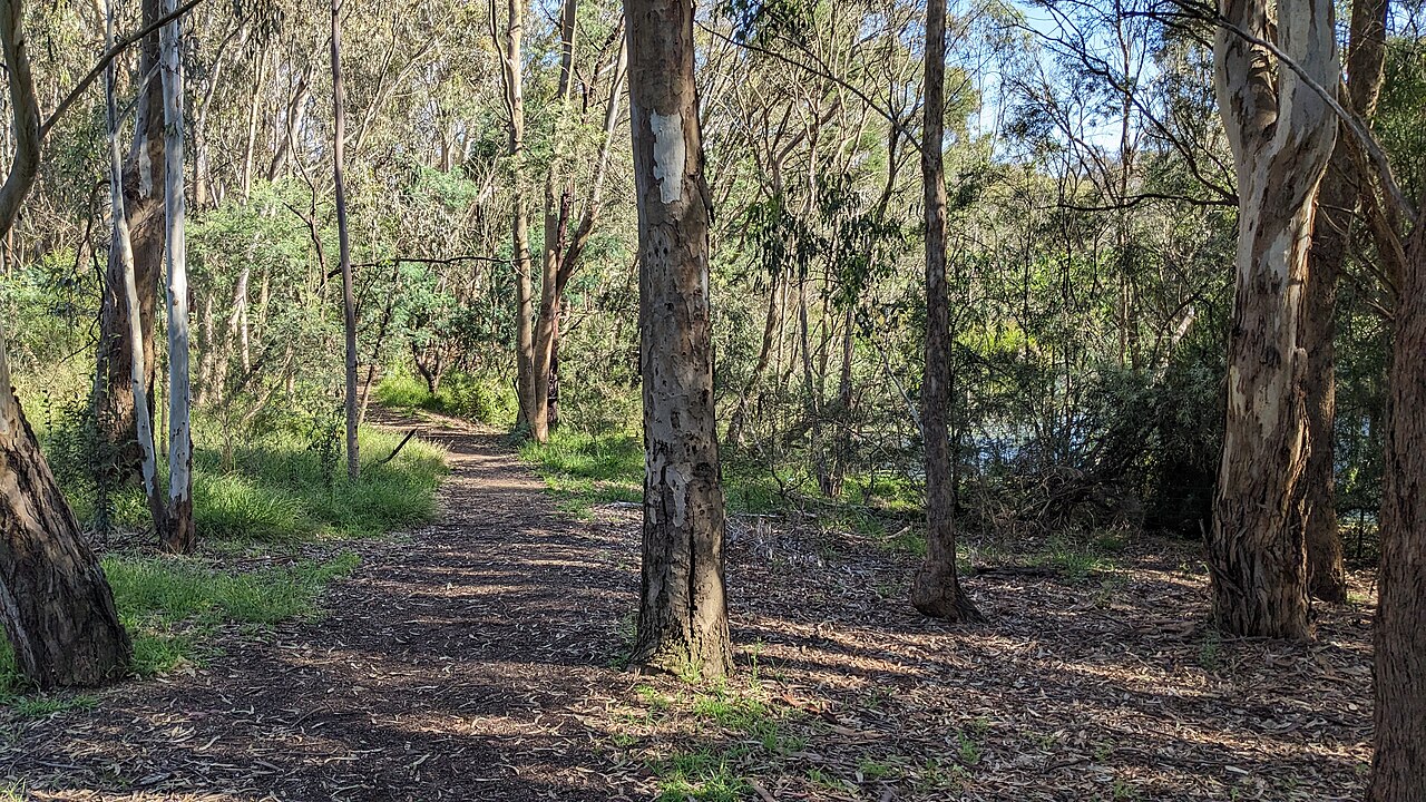 Trees behind the wetlands at Koonung Creek