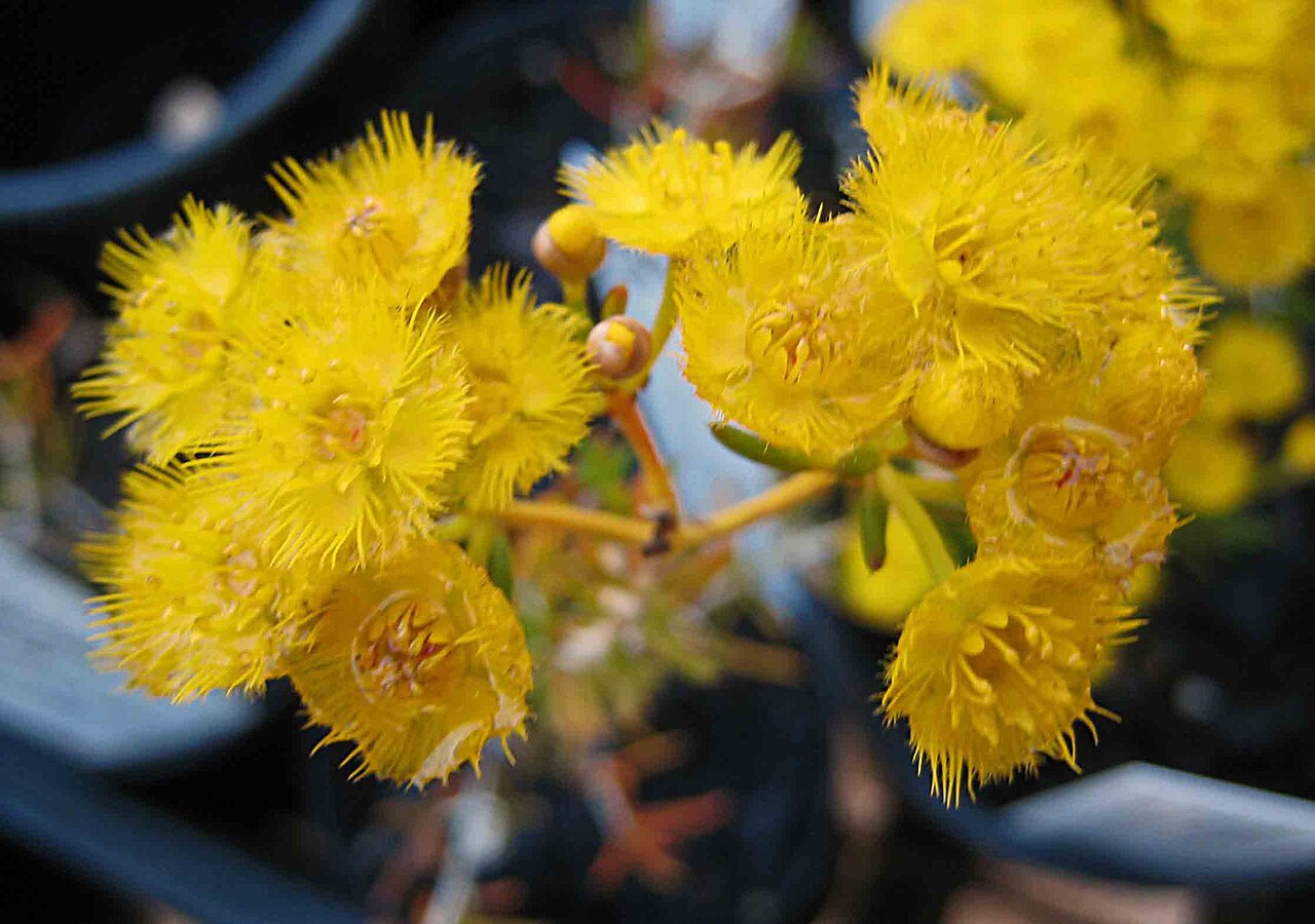 Golden Verticordia flowers at the Cranbourne Royal Botanic Gardens