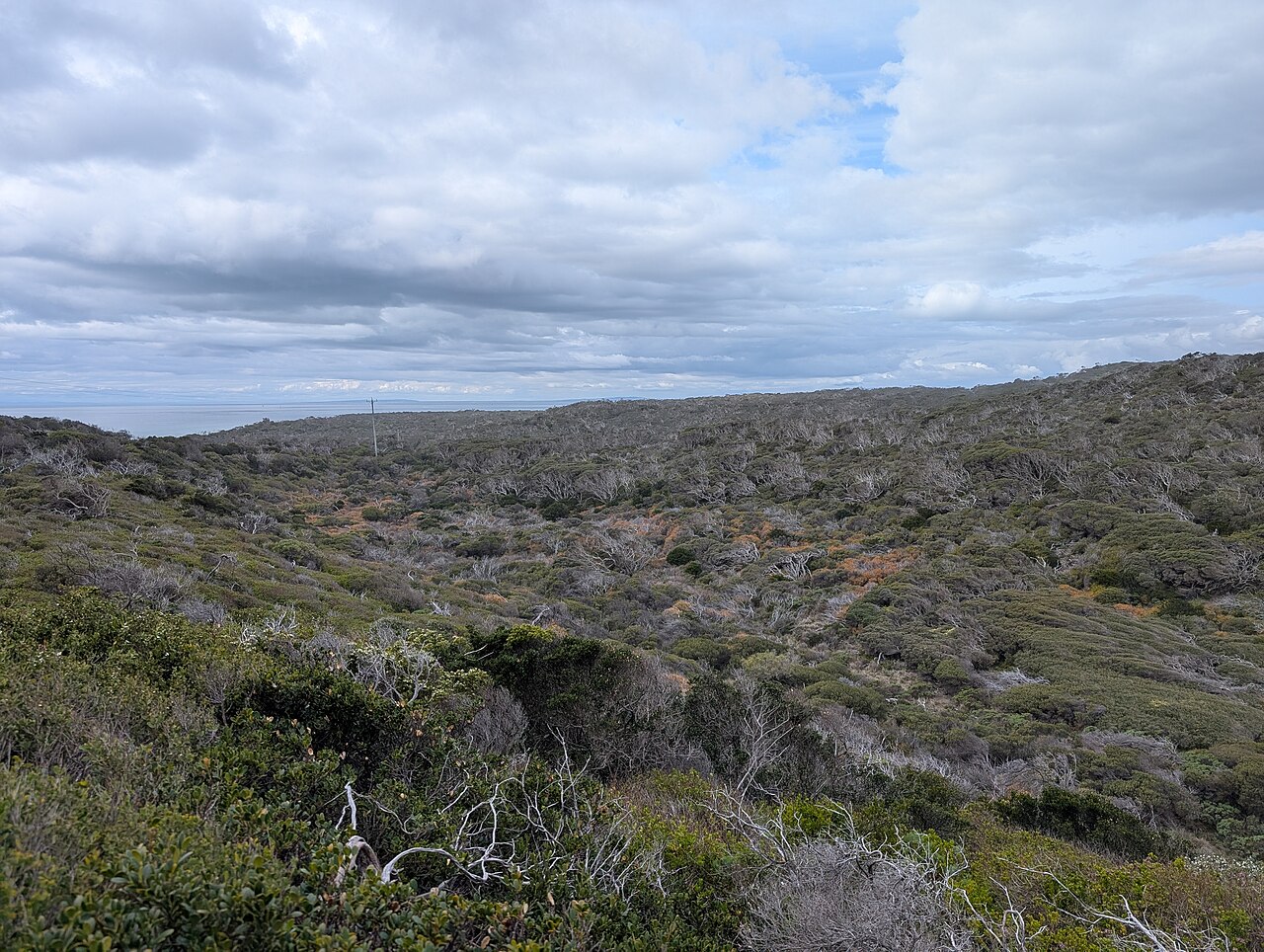 Coastal scrub near Cheviot Hill