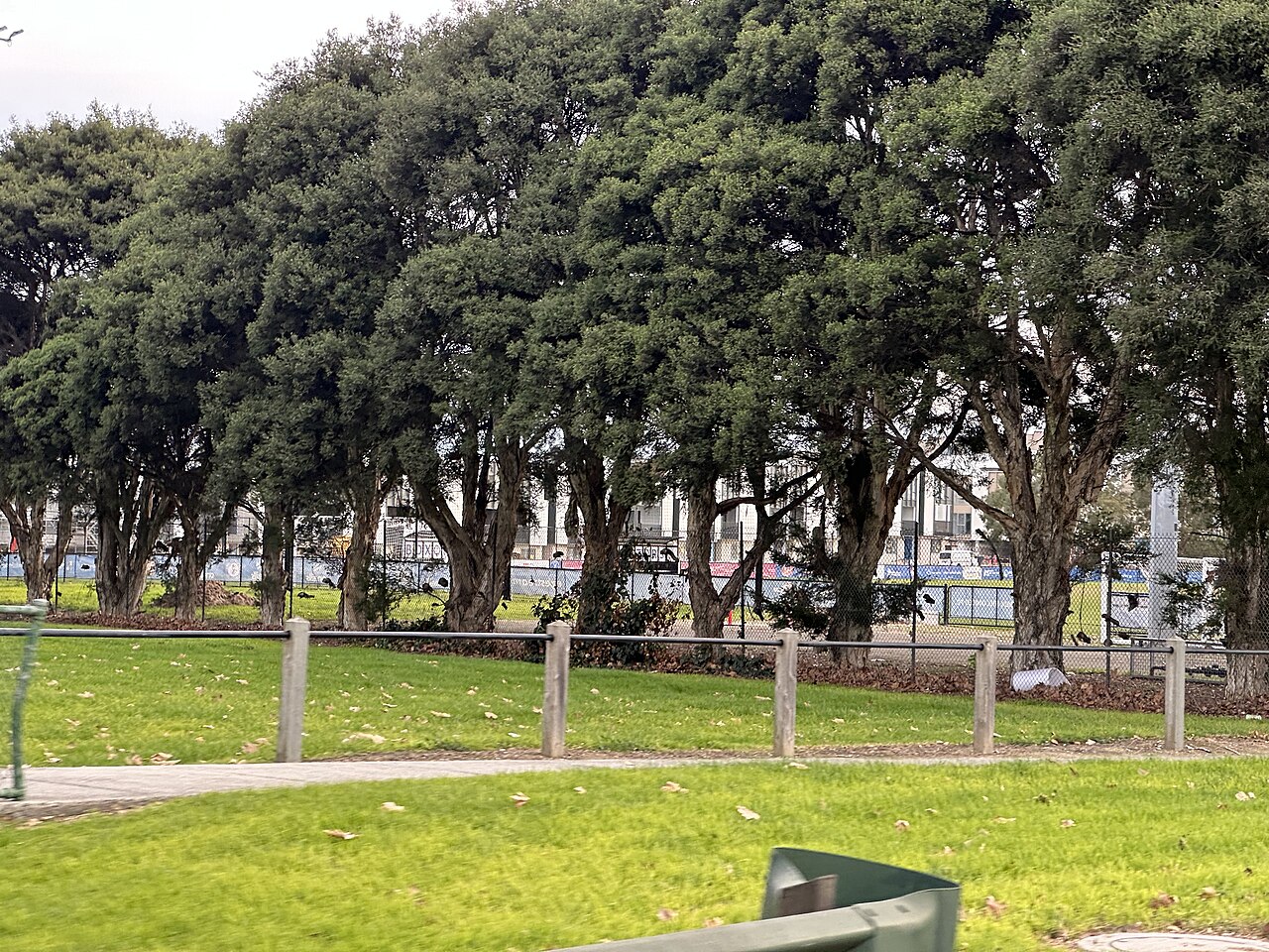 Lawn and tall trees at Wembley Park, Box Hill South