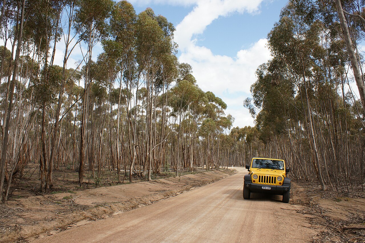 Gravel track through eucalypt forest