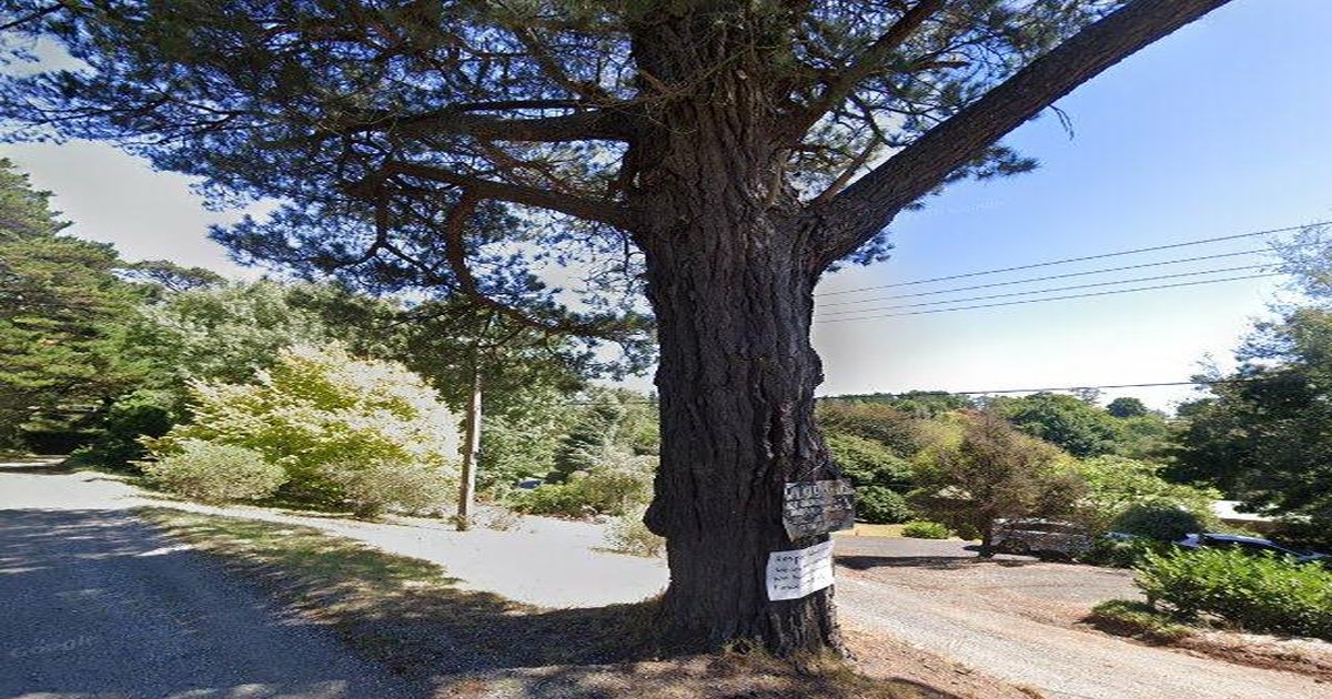 Emerald Council Services Guide