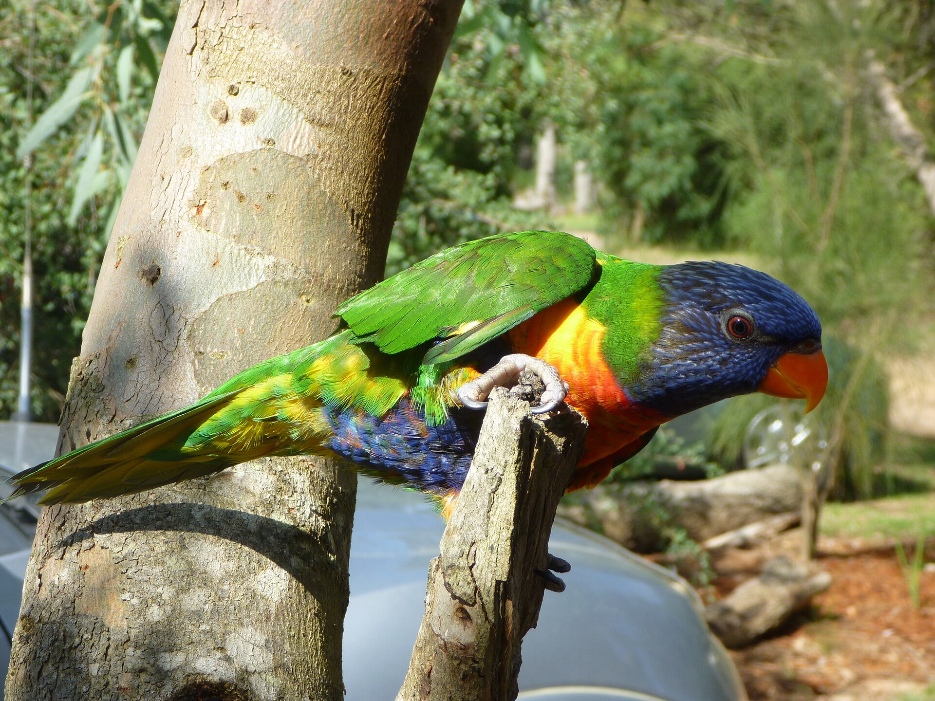 Things to Do in Endeavour Hills (2026) -- Suburb Guide