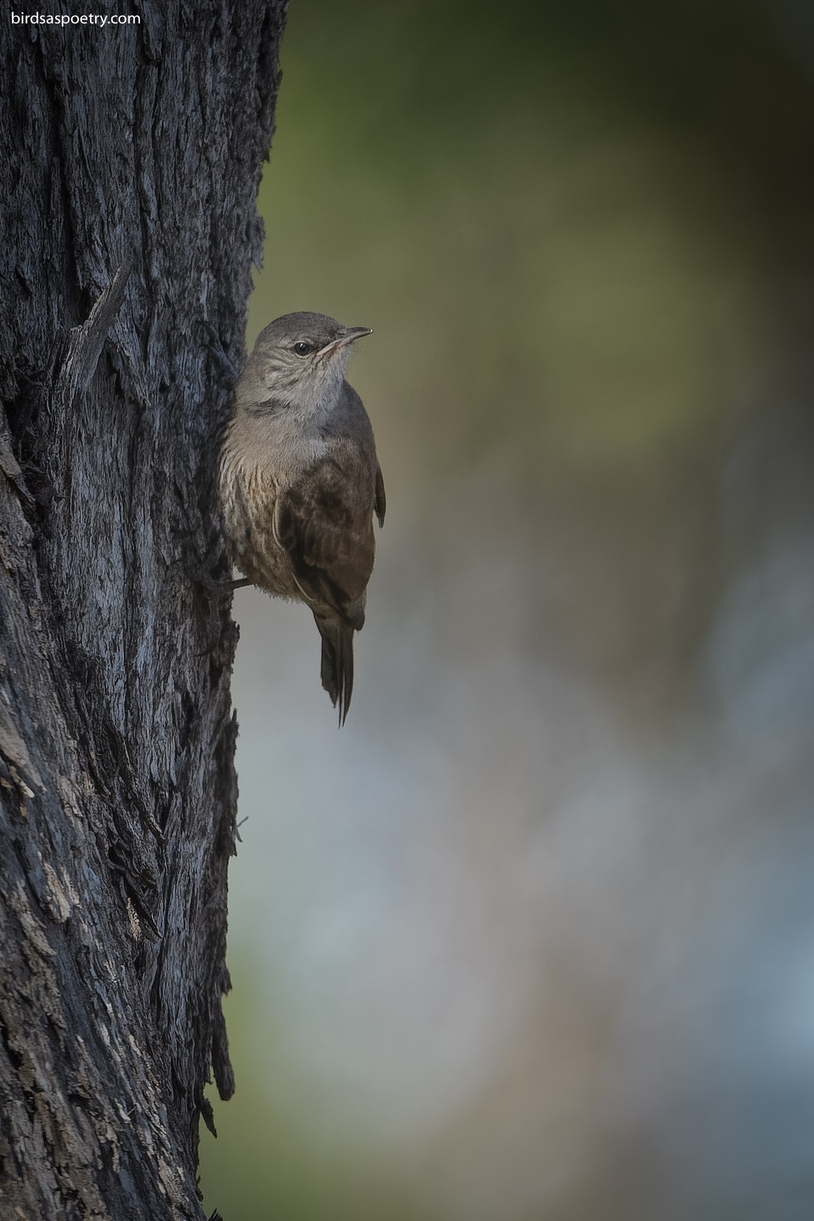 Eynesbury Area Guide -- Getting Around, Parks and More (2026)