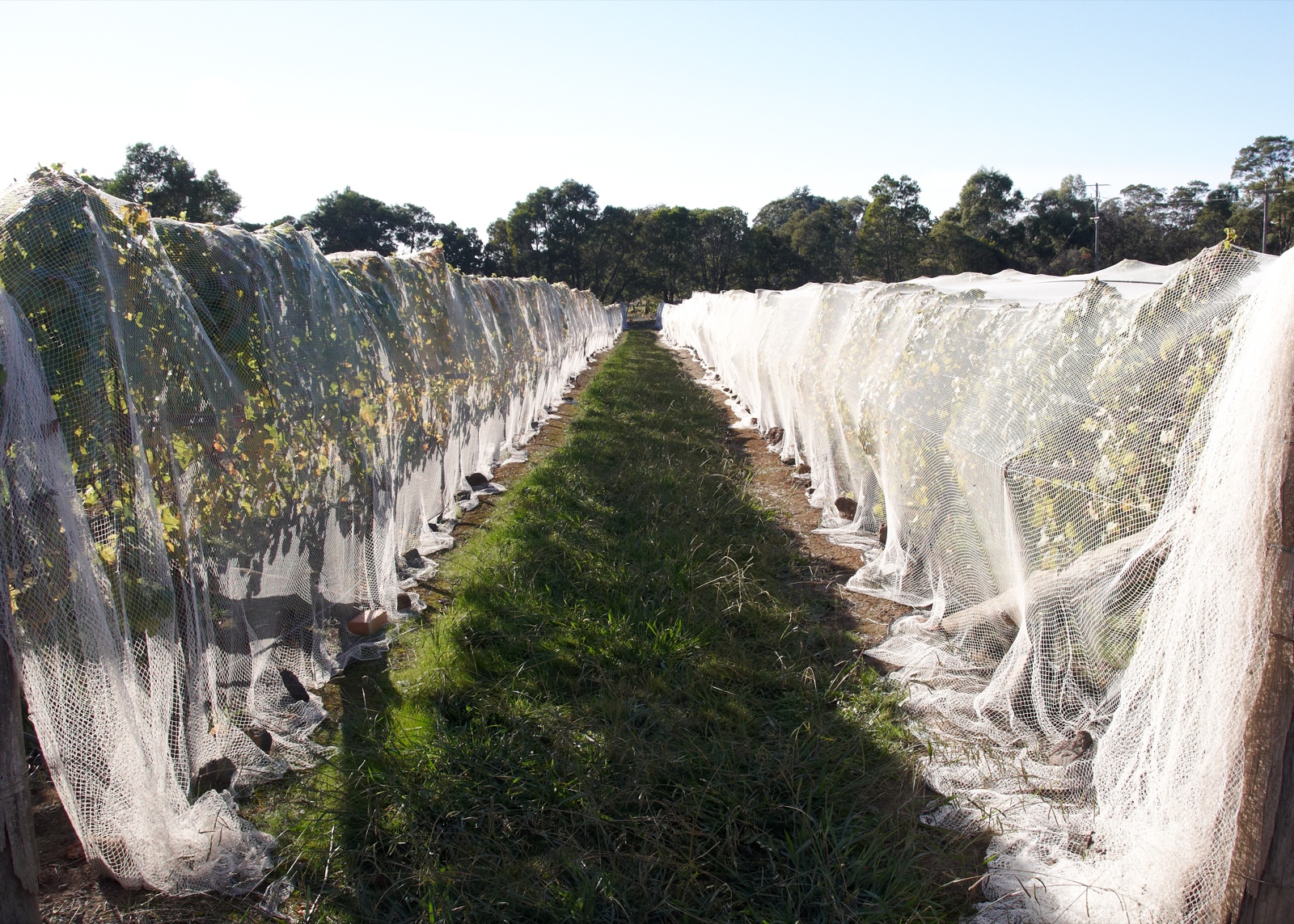 Gisborne Area Guide -- Getting Around, Parks and More (2026)