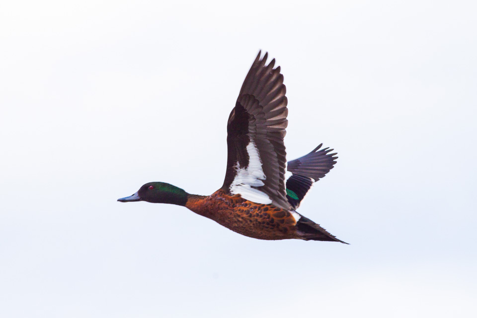 Your Guide to Knoxfield (2026) -- Transport, Parks and Local Character