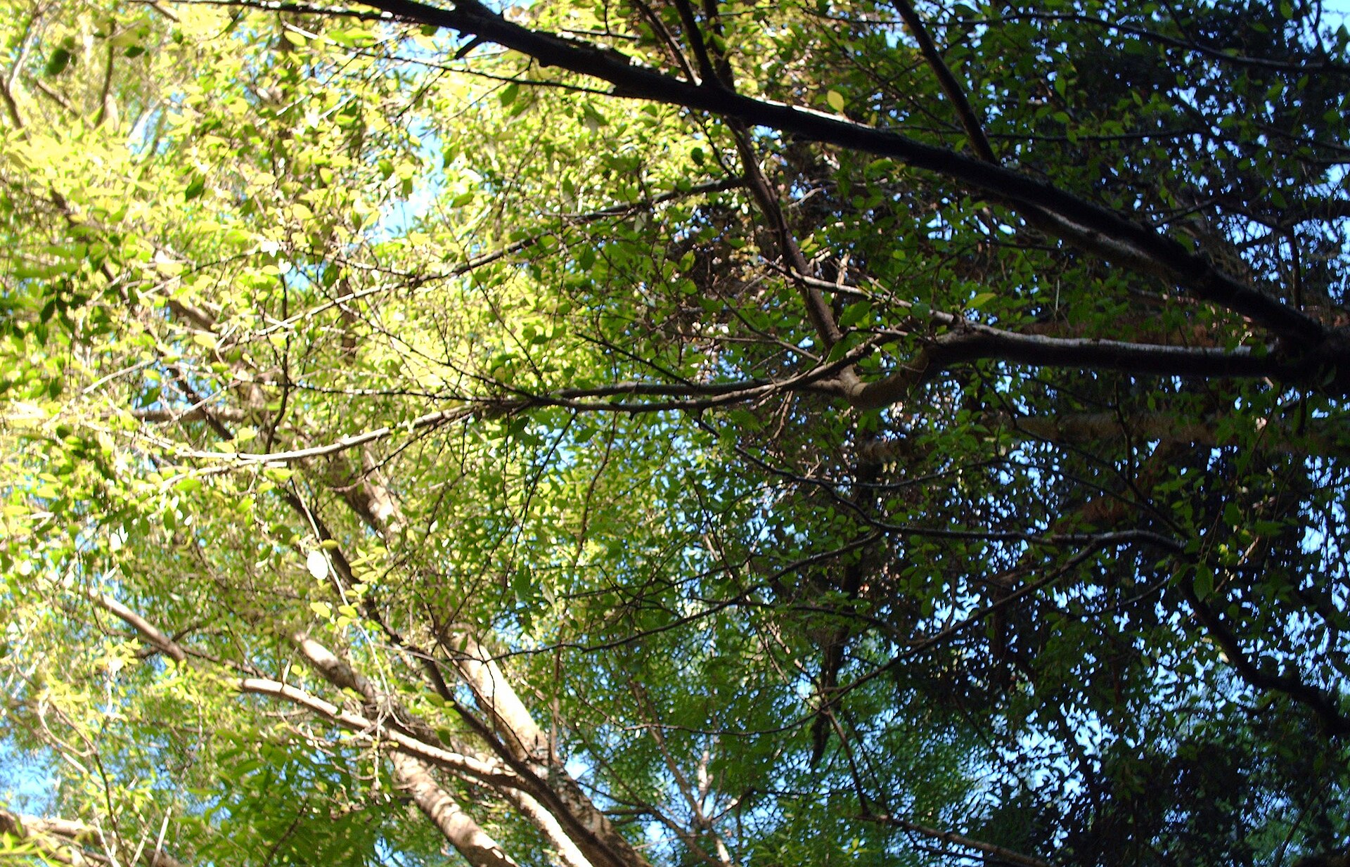 Exploring Mount Dandenong: What to Know Before You Visit (2026)