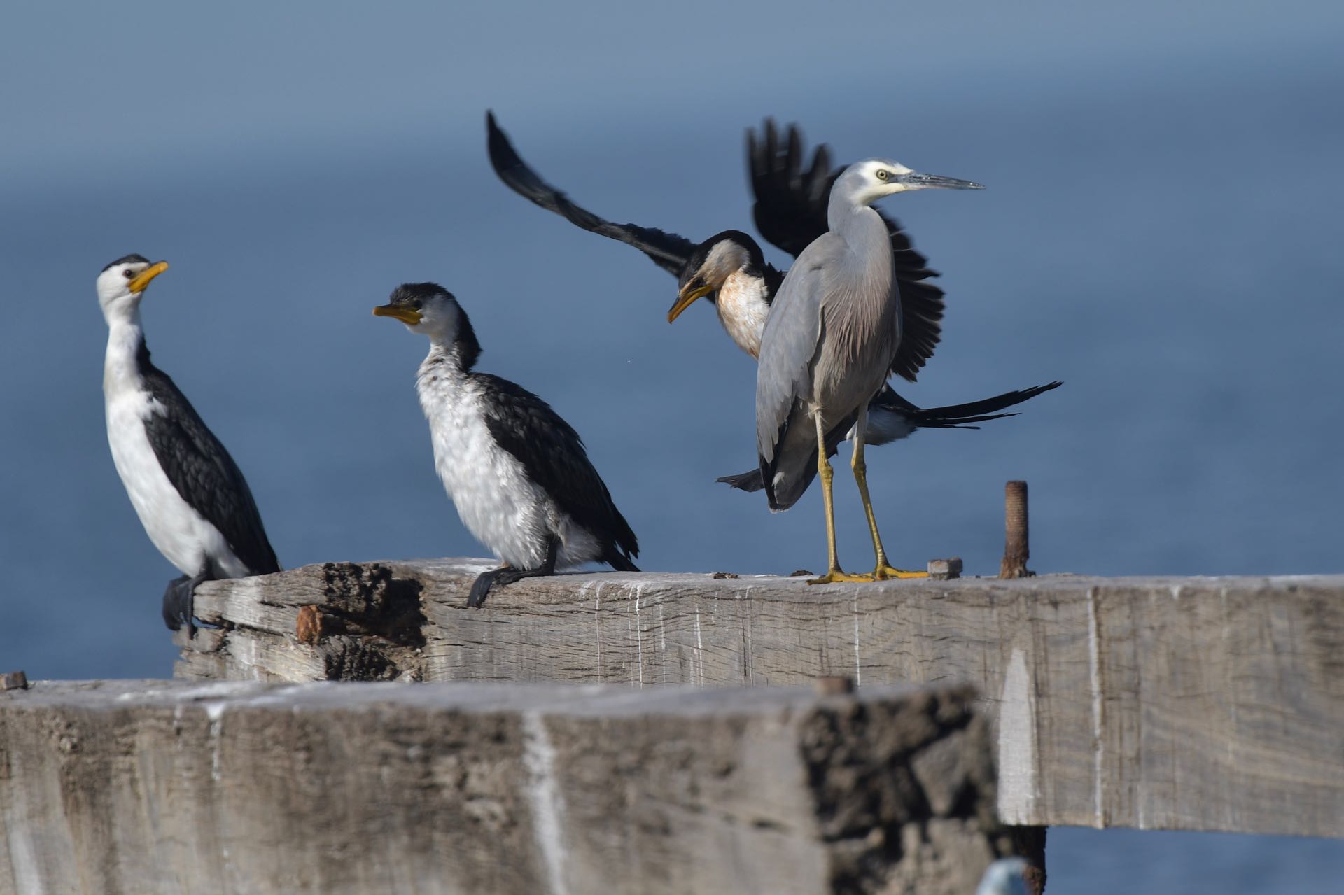 Best Chinese in Point Cook 2026: Ranked by Locals Who Actually Go
