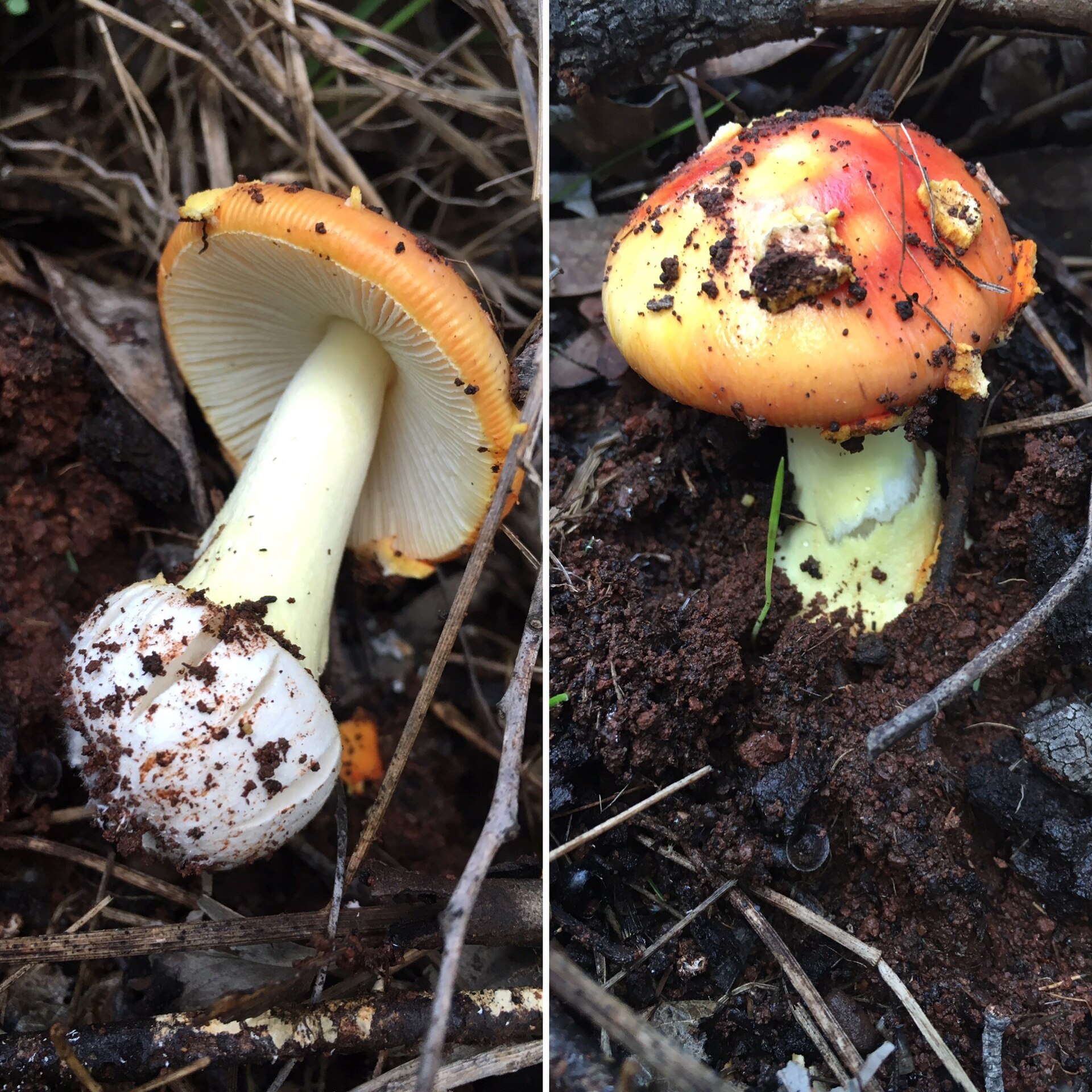 Things to Do in Silvan (2026) -- Suburb Guide