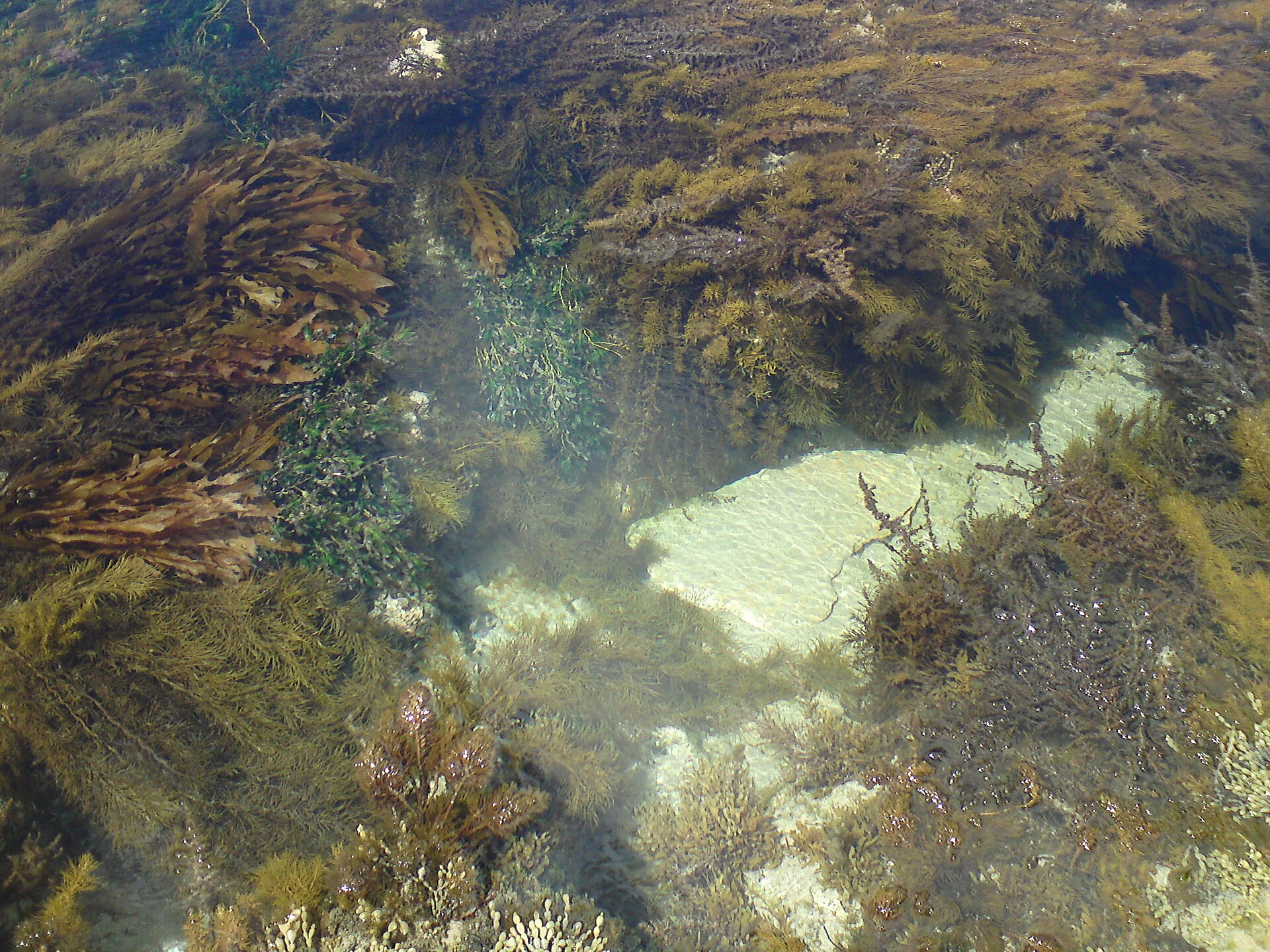 Best Dog Walks in Sorrento 2026: Routes, Parks & Off-Leash Spots