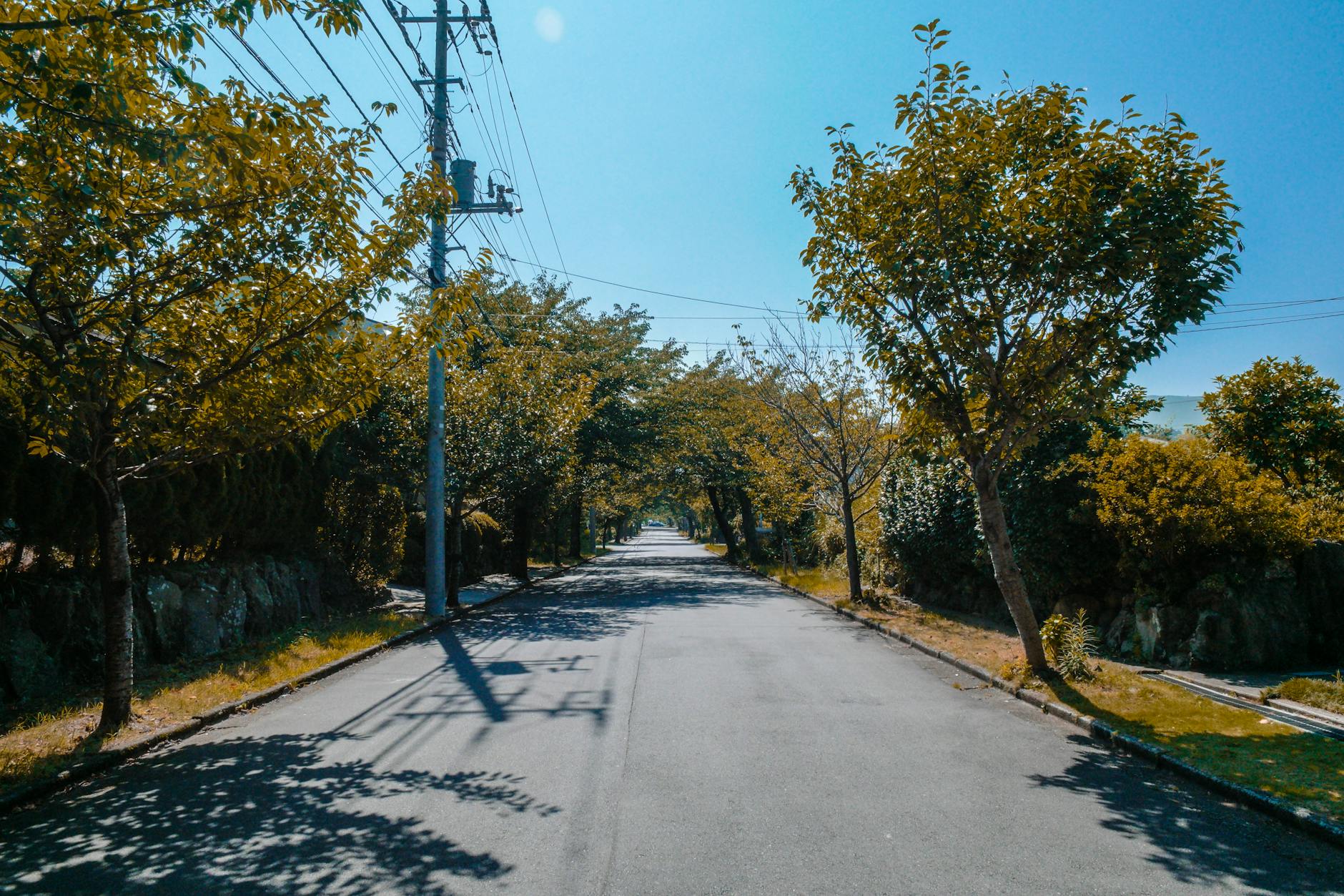 Tree-lined residential street in St Kilda with Victorian terraces