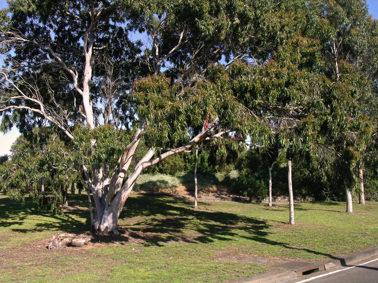 What to Do in Sunshine: 11 Verified Local Spots