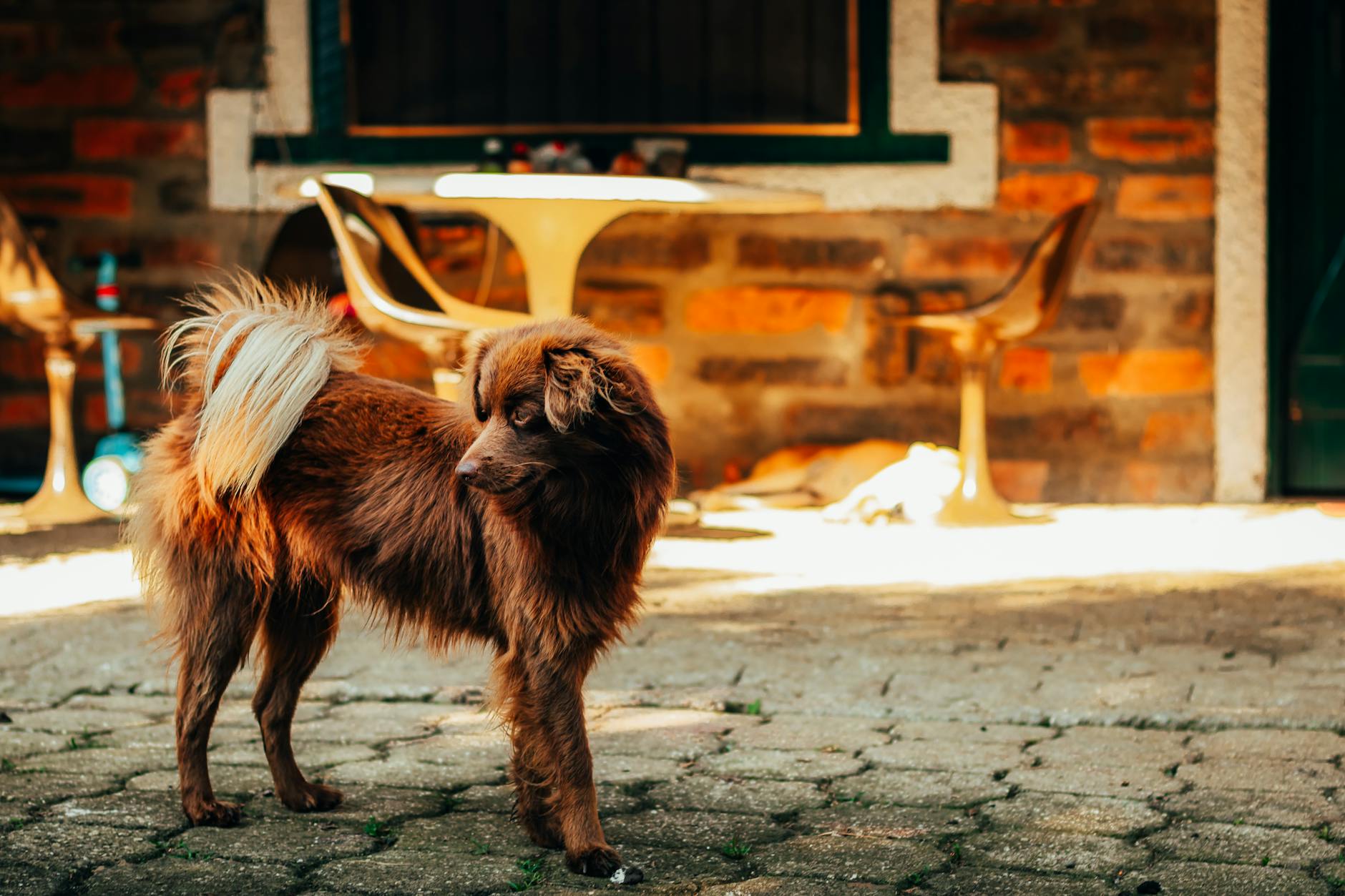 Dog walking along a tree-lined path in Toorak near the Yarra River