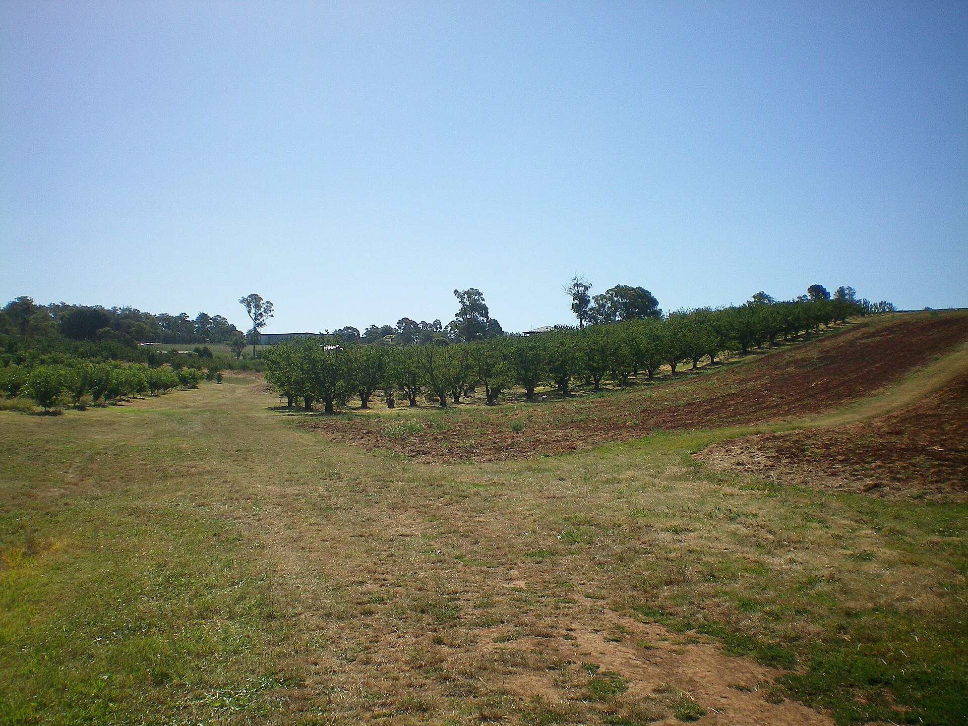 Supermarkets in Wandin North 2026: Aldi vs Coles vs Woolworths Compared